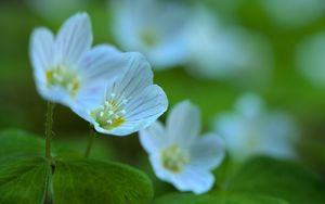 Preview wallpaper petals, flowers, leaves, plant, macro