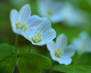 Preview wallpaper petals, flowers, leaves, plant, macro