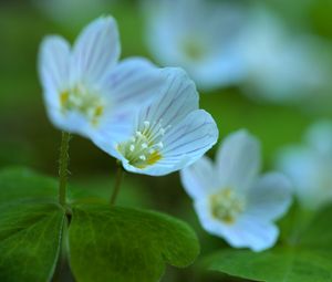 Preview wallpaper petals, flowers, leaves, plant, macro