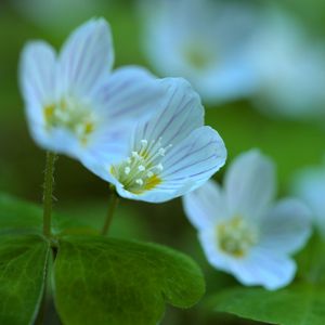 Preview wallpaper petals, flowers, leaves, plant, macro