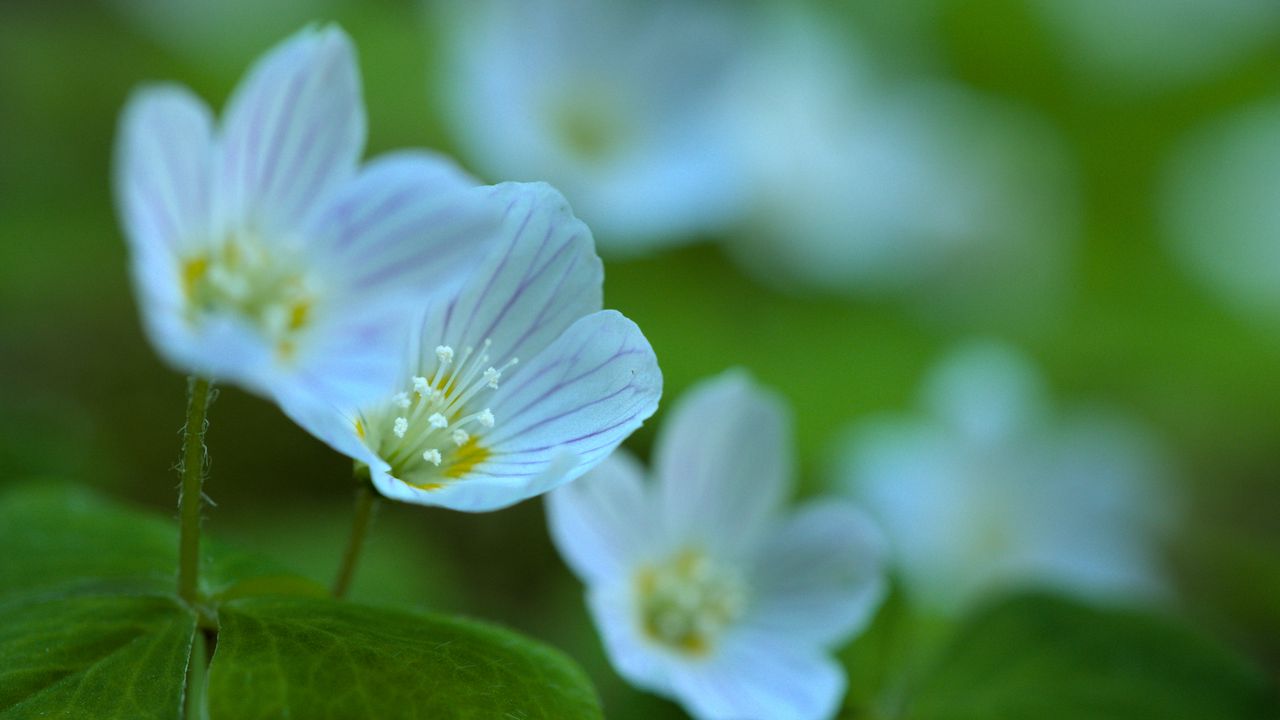 Wallpaper petals, flowers, macro, plant, white, green, nature