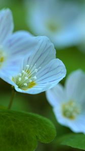 Preview wallpaper petals, flowers, macro, plant, white, green, nature