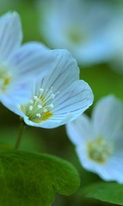 Preview wallpaper petals, flowers, macro, plant, white, green, nature