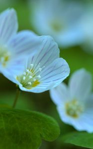 Preview wallpaper petals, flowers, macro, plant, white, green, nature