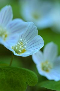 Preview wallpaper petals, flowers, macro, plant, white, green, nature