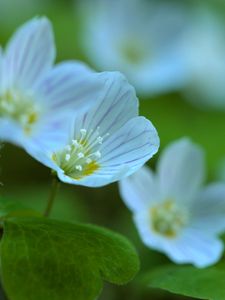Preview wallpaper petals, flowers, macro, plant, white, green, nature