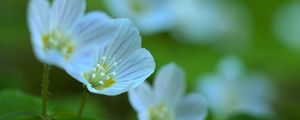 Preview wallpaper petals, flowers, macro, plant, white, green, nature