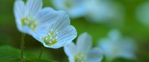 Preview wallpaper petals, flowers, macro, plant, white, green, nature