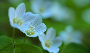 Preview wallpaper petals, flowers, macro, plant, white, green, nature