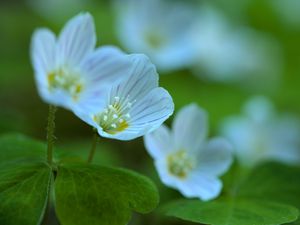 Preview wallpaper petals, flowers, macro, plant, white, green, nature
