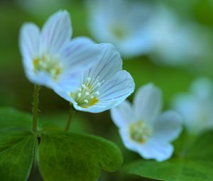 Preview wallpaper petals, flowers, macro, plant, white, green, nature
