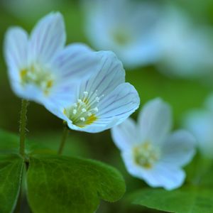 Preview wallpaper petals, flowers, macro, plant, white, green, nature