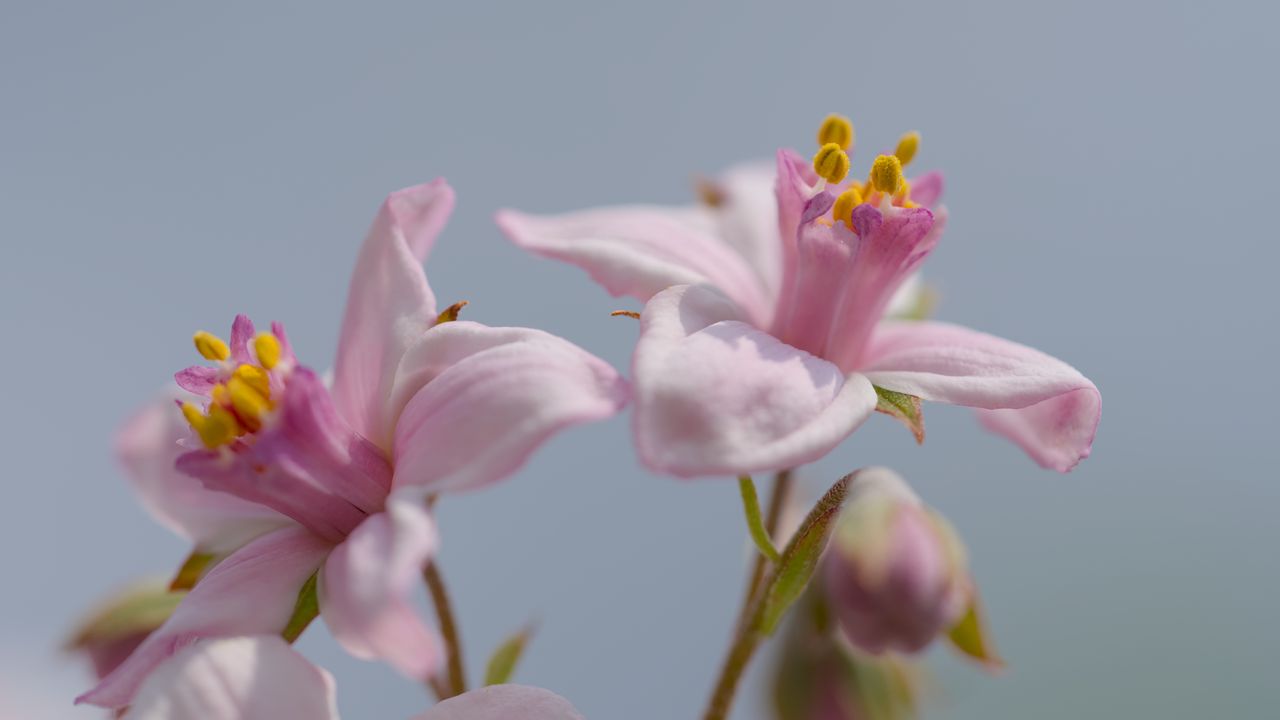Wallpaper petals, flowers, pink, plants