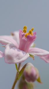 Preview wallpaper petals, flowers, pink, plants