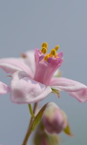Preview wallpaper petals, flowers, pink, plants