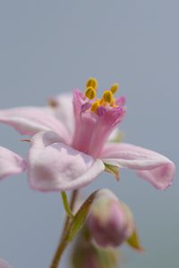 Preview wallpaper petals, flowers, pink, plants
