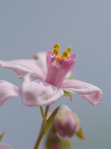 Preview wallpaper petals, flowers, pink, plants