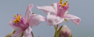 Preview wallpaper petals, flowers, pink, plants