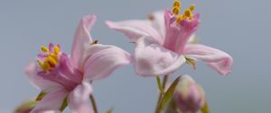 Preview wallpaper petals, flowers, pink, plants