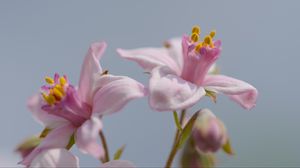 Preview wallpaper petals, flowers, pink, plants