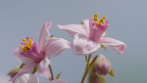 Preview wallpaper petals, flowers, pink, plants
