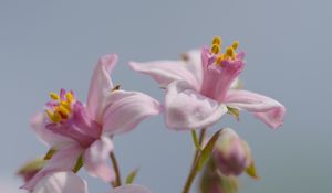 Preview wallpaper petals, flowers, pink, plants