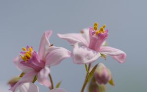 Preview wallpaper petals, flowers, pink, plants