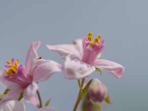 Preview wallpaper petals, flowers, pink, plants