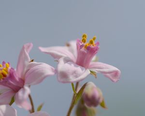 Preview wallpaper petals, flowers, pink, plants