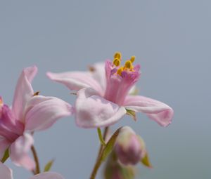 Preview wallpaper petals, flowers, pink, plants