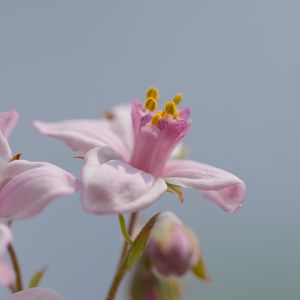 Preview wallpaper petals, flowers, pink, plants