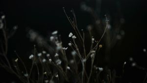 Preview wallpaper petals, flowers, plant, nature, mountain, blur