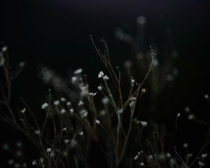 Preview wallpaper petals, flowers, plant, nature, mountain, blur