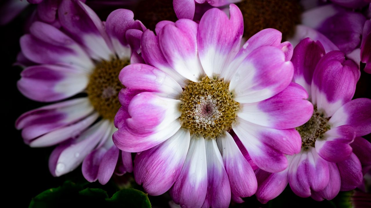 Wallpaper petals, flowers, plant, macro, bouquet