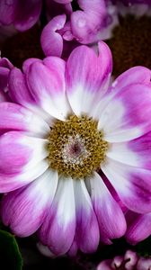 Preview wallpaper petals, flowers, plant, macro, bouquet