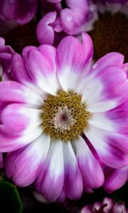 Preview wallpaper petals, flowers, plant, macro, bouquet
