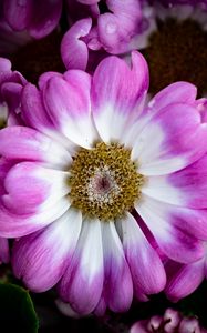 Preview wallpaper petals, flowers, plant, macro, bouquet