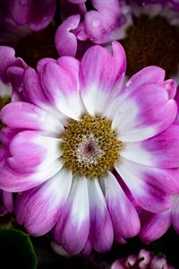 Preview wallpaper petals, flowers, plant, macro, bouquet