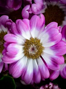 Preview wallpaper petals, flowers, plant, macro, bouquet
