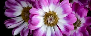 Preview wallpaper petals, flowers, plant, macro, bouquet