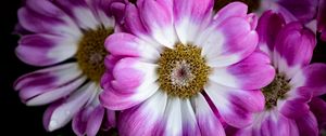 Preview wallpaper petals, flowers, plant, macro, bouquet