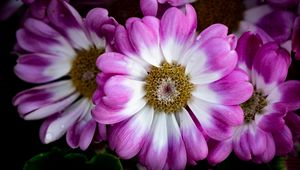 Preview wallpaper petals, flowers, plant, macro, bouquet