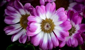 Preview wallpaper petals, flowers, plant, macro, bouquet