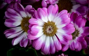 Preview wallpaper petals, flowers, plant, macro, bouquet