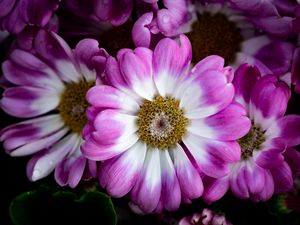 Preview wallpaper petals, flowers, plant, macro, bouquet