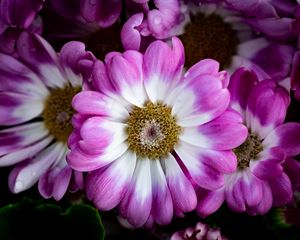 Preview wallpaper petals, flowers, plant, macro, bouquet