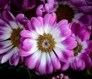 Preview wallpaper petals, flowers, plant, macro, bouquet
