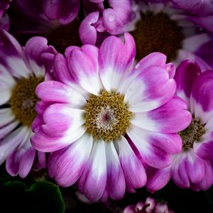 Preview wallpaper petals, flowers, plant, macro, bouquet