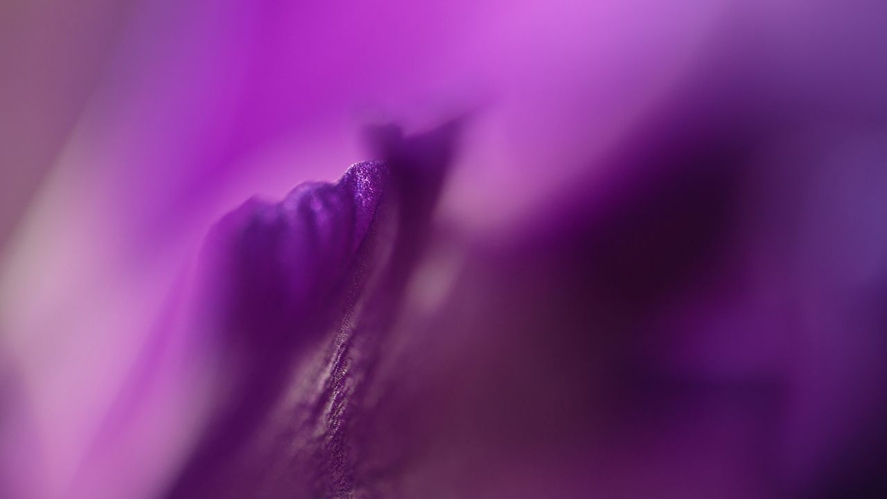Wallpaper petals, flowers, purple, macro, blur