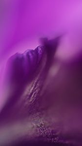 Preview wallpaper petals, flowers, purple, macro, blur